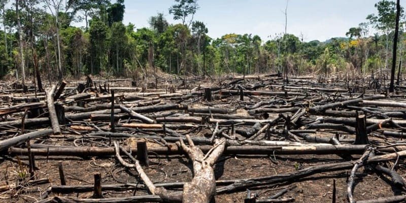 Compromisso de Recuperação Ambiental: Garantindo um Futuro Sustentável